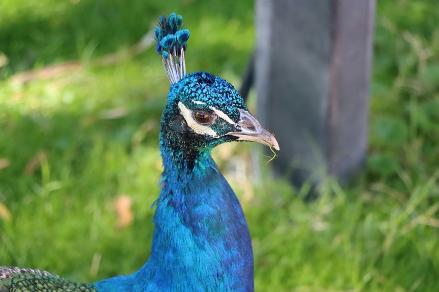 aetherforge crest array identifier