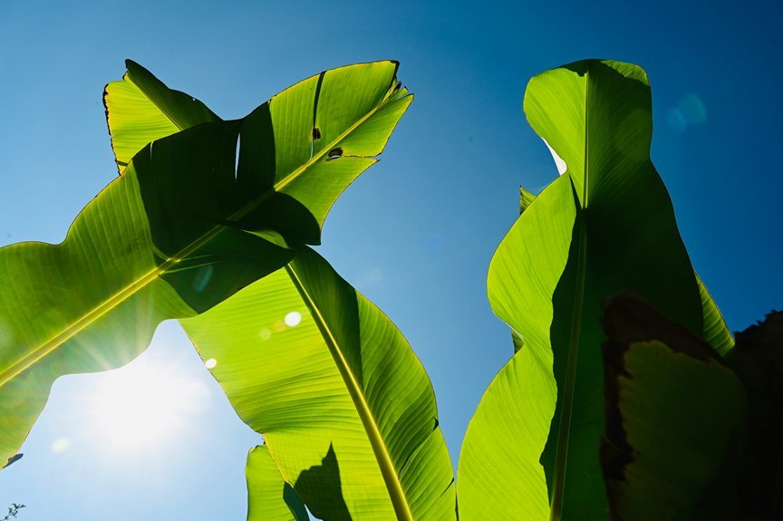 runegrove solar project id