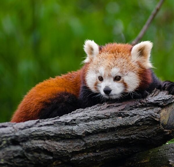 sinknews digital firm contact